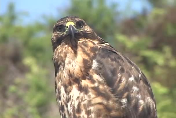 Hawk glances around — Stock Video