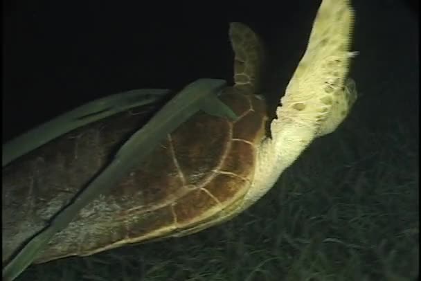 Loggerhead Turtle swims underwater — Stock Video