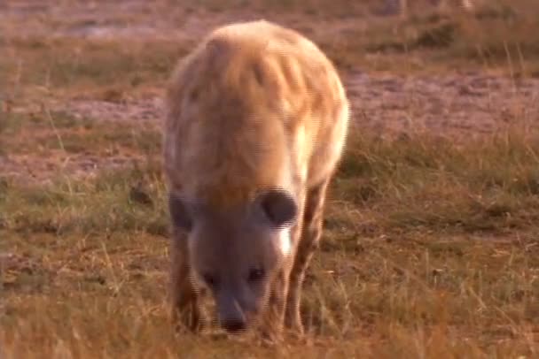 Eine Hyäne untersucht eine afrikanische Ebene. — Stockvideo