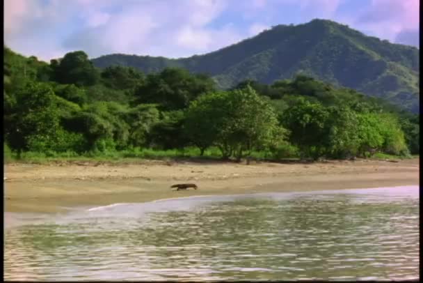 Komodo Dragon wandelingen langs de strand — Stockvideo