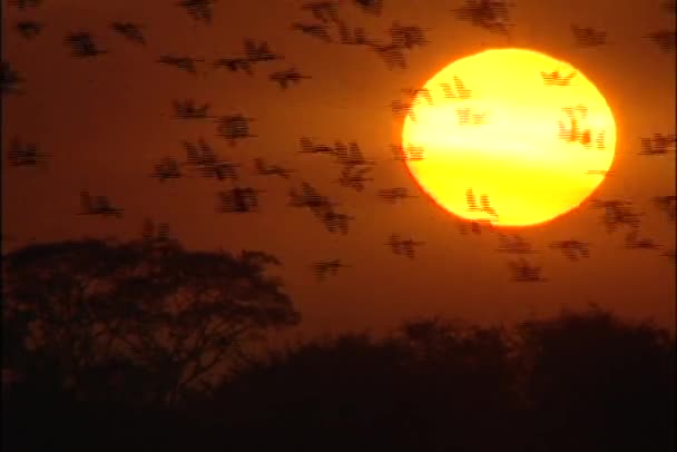 Flock fåglar vid solnedgången — Stockvideo