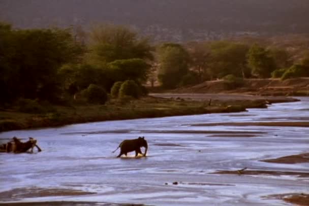 Um elefante atravessa um rio — Vídeo de Stock