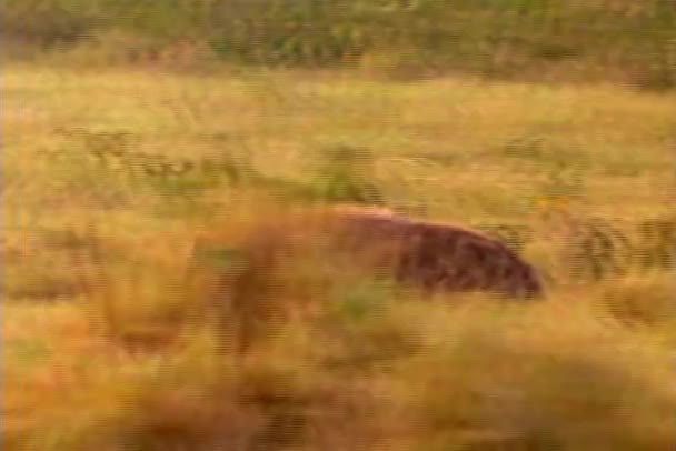 Een hyena spint door Afrikaanse borstel. — Stockvideo