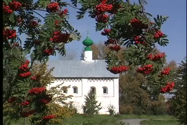 Bacche rosse adornano i rami degli alberi — Video Stock