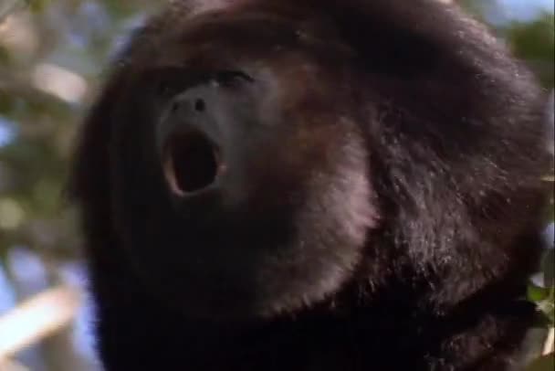 Howler monkey calls — Stock Video