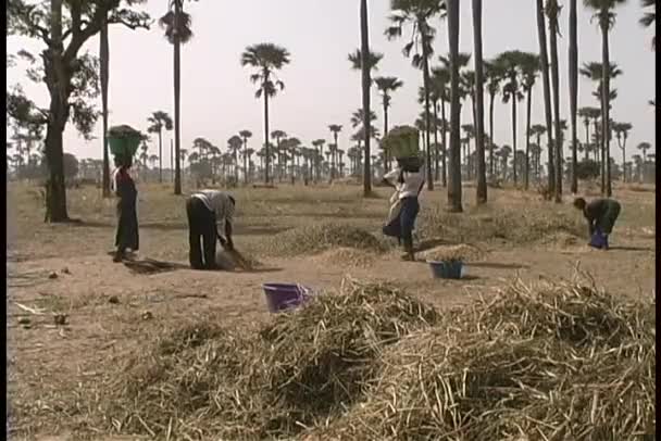 Lantarbetare tröska korn — Stockvideo