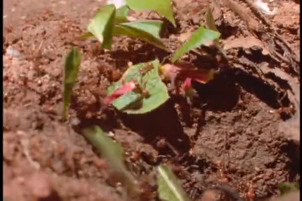 Hormigas cortadoras de hojas en el trabajo en el bosque — Vídeos de Stock