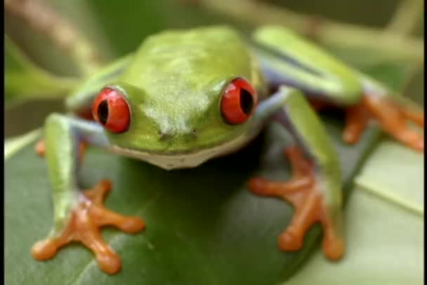 Groene red eyed tree frog — Stockvideo