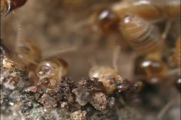 Colonie de termites gros plan — Video