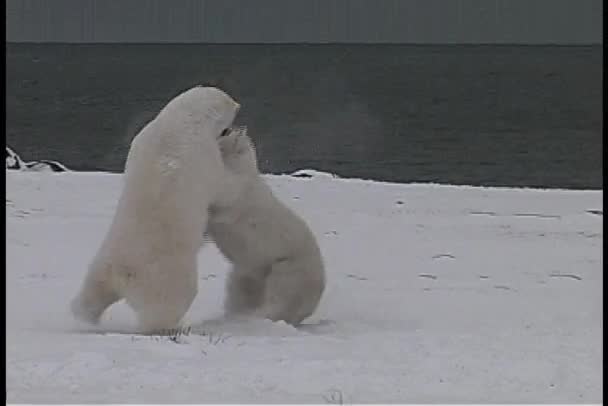 Lední medvědi hravě boj — Stock video