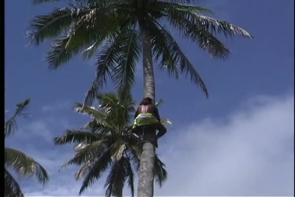 Man climbs a coconut palm tree — Stock Footage Man climbs a coconut palm tree Video Clip