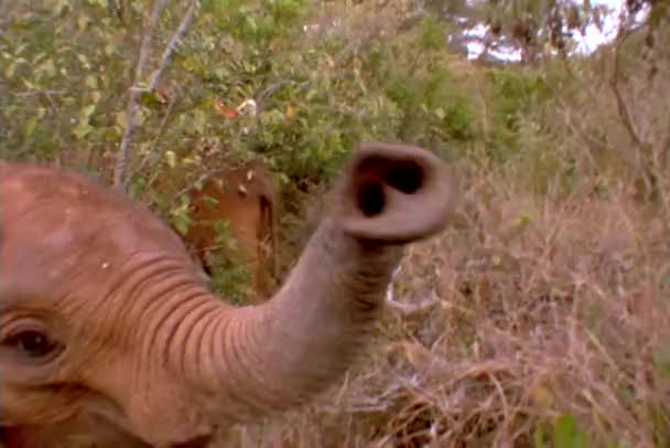 En baby elefant nosar kameran — Stockvideo