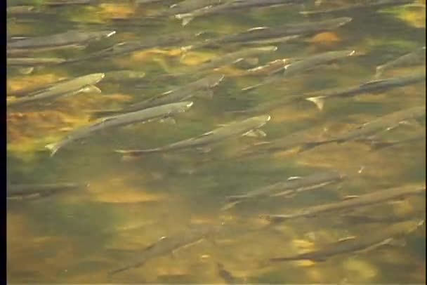 Salmón nadar río arriba — Vídeo de stock