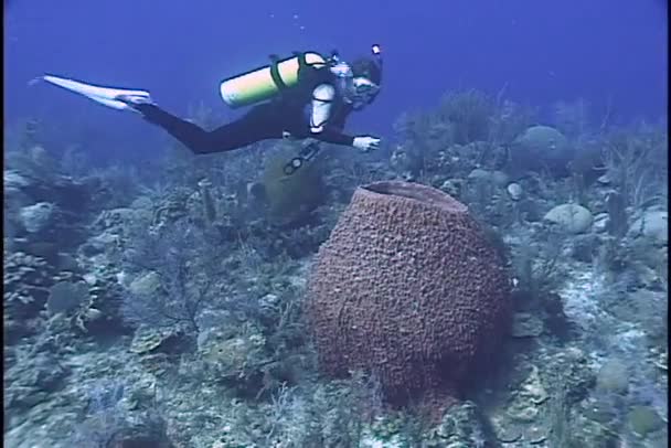 Duiker benaderingen een gigantische spons — Stockvideo