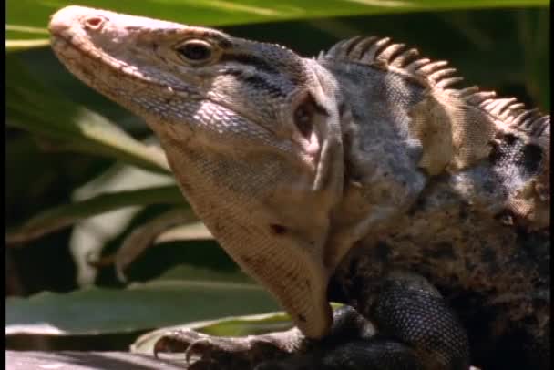 Lagarto de cola escamosa — Vídeos de Stock