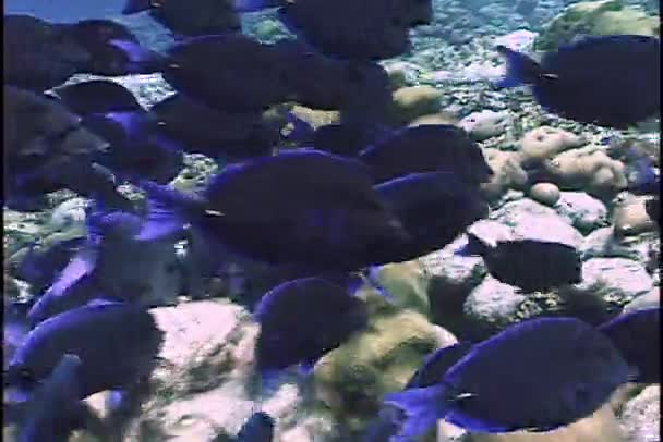 马盖特鱼浮在水面 — 图库视频影像