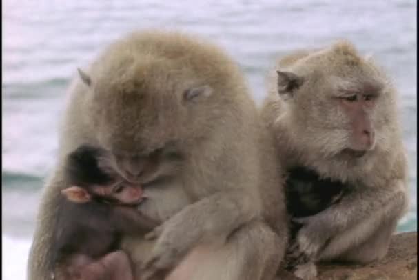 Macaque monkeys nurse their babies in Bali. — Stock Video