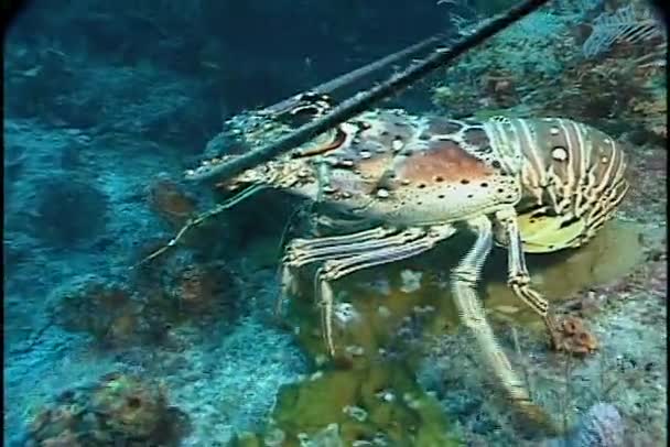 龙虾在海洋中的爬网 — 图库视频影像