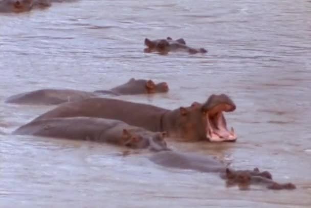 Hippopotamuses bathe and yawn — Stock Video