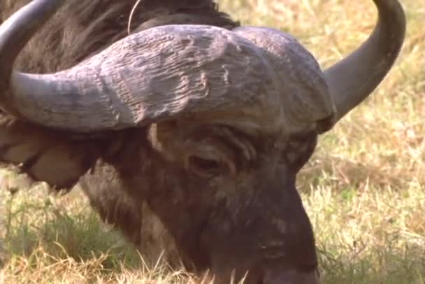 Een water buffalo schaafwonden in Afrika. — Stockvideo