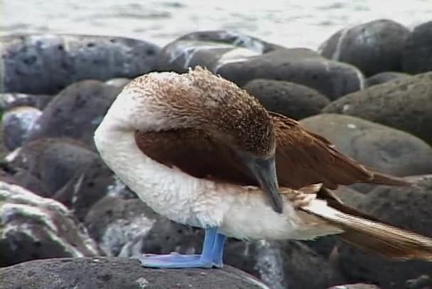 Blue footed booby vogels — Stockvideo