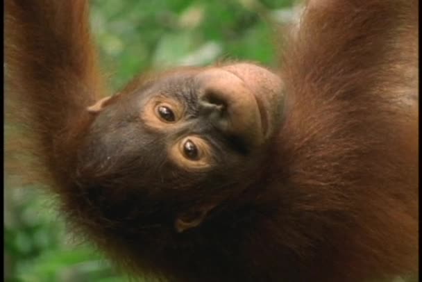Orangutana visí vzhůru nohama a usmívá se. — Stock video
