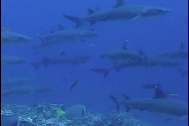 Tiburones nadan en círculo — Vídeos de Stock