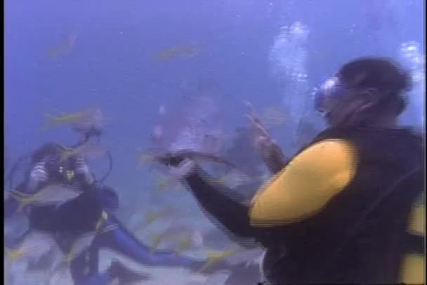 Barracuda captura de peixes — Vídeo de Stock