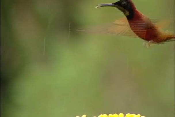 Crimson topaz hummingbird fladdrar runt — Stockvideo
