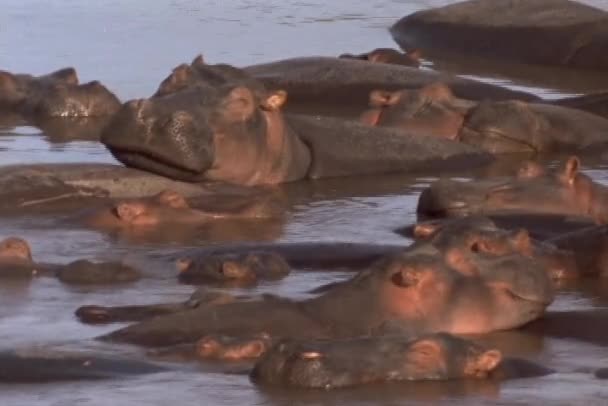 Sebuah pod dari hippos laze di sungai — Stok Video