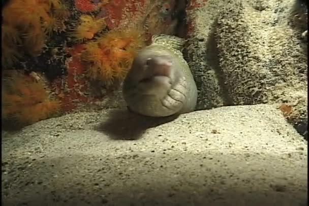 Spotted Moral Eel — Stok Video