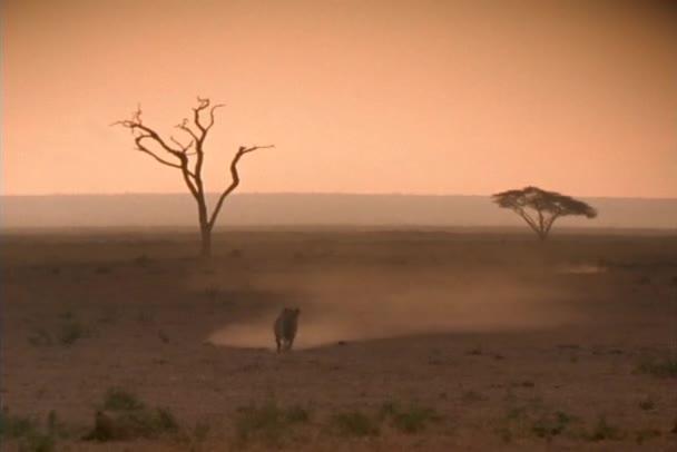 Лев бежит по африканским саваннам . — стоковое видео