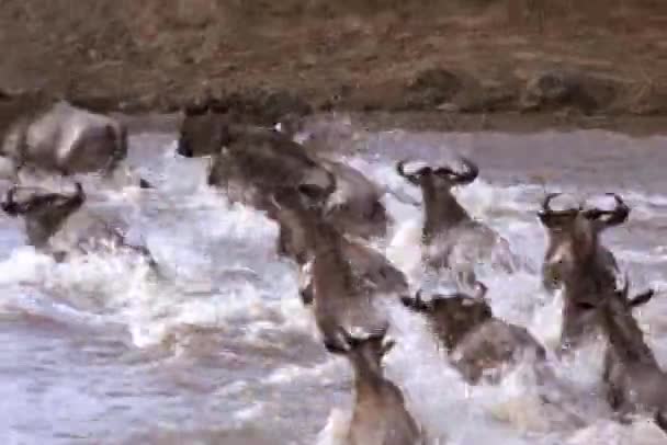 Gnoes plons in een rivier — Stockvideo