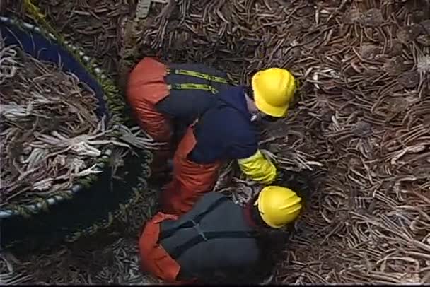 Pescadores apilan cientos de cangrejos — Vídeo de stock