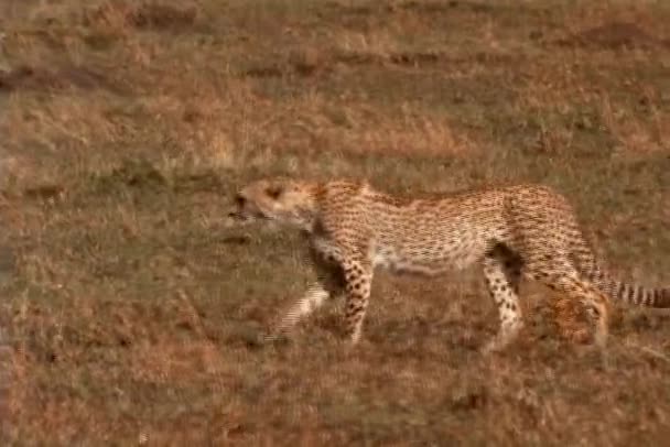 A cheetah strolls over the plain — Stock Video