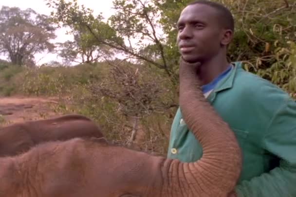 Bebek bir fil nuzzles — Stok video
