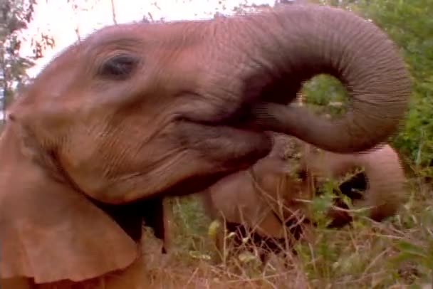 Elefantes mastigam árvores no Quênia — Vídeo de Stock