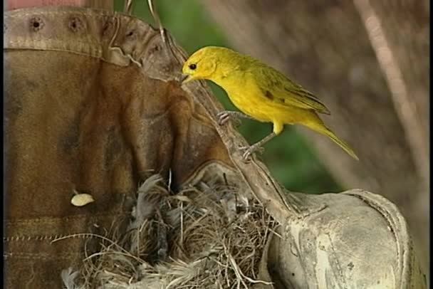 Finch allo zafferano nel nido — Video Stock