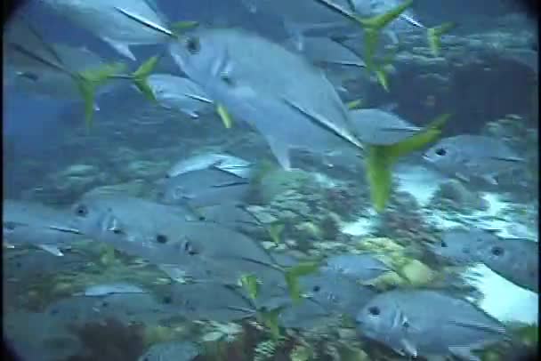 Shoal di pesci barjack — Video Stock