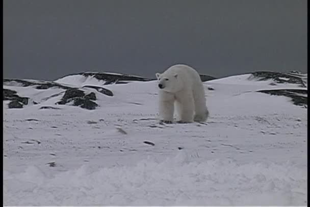 Niedźwiedzie polarne chodzić w pobliżu wybrzeża pokryte śniegiem — Wideo stockowe