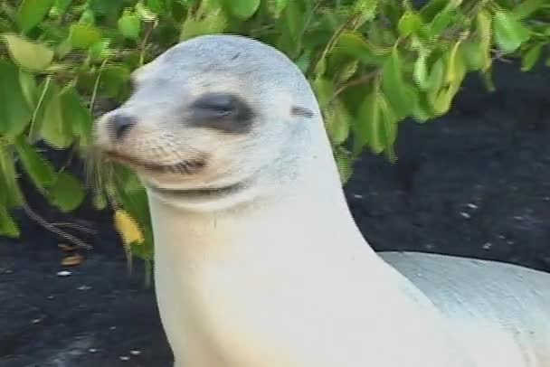 Fur Seal relaxes — Stock Video