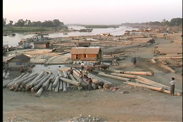 Arbeiter bewegen Baumstämme in Myanmar — Stockvideo