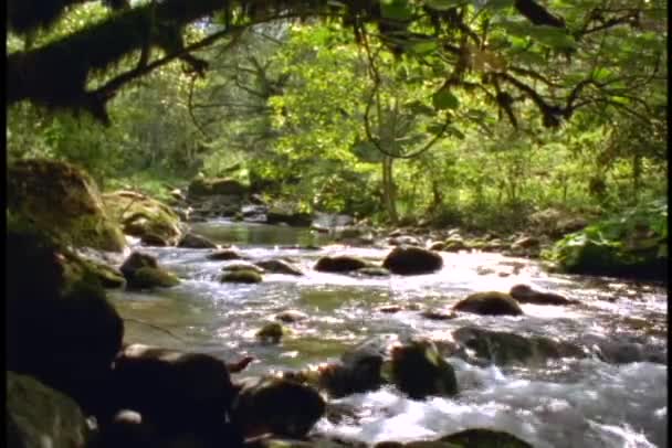 Floden flyter genom djungeln — Stockvideo