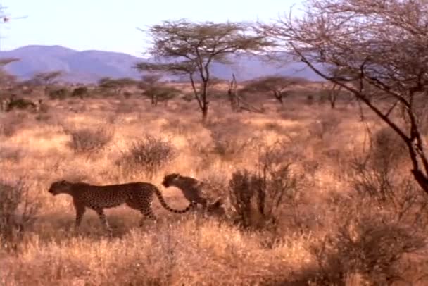 Cheetahs caminhar através de escovas — Vídeo de Stock