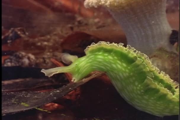 Limace de mer verte — Video