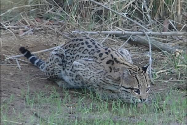 Bobcat bebe de un charco de agua — Vídeos de Stock