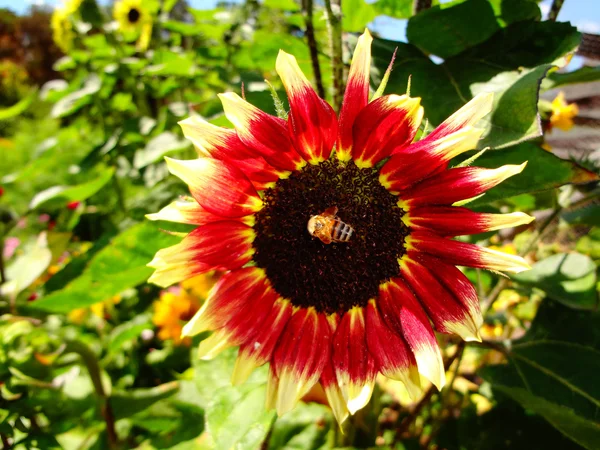 Ayçiçeğindeki arı