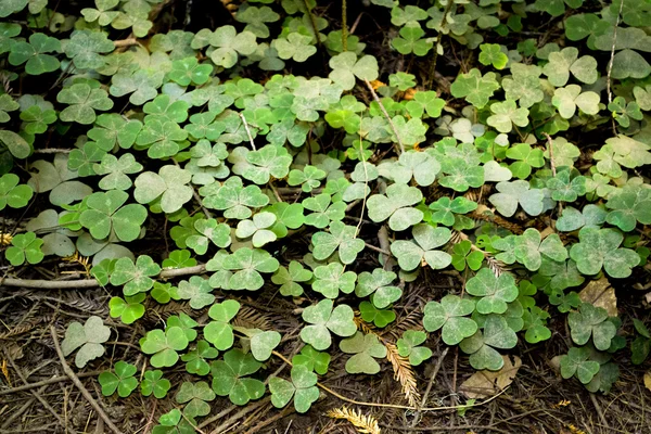 Clover Patch — Stock Photo, Image