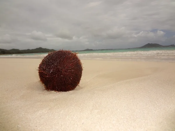 Hindistan cevizi Beach