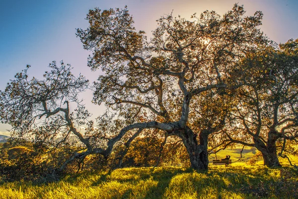 Parco regionale nel nord della California — Foto Stock